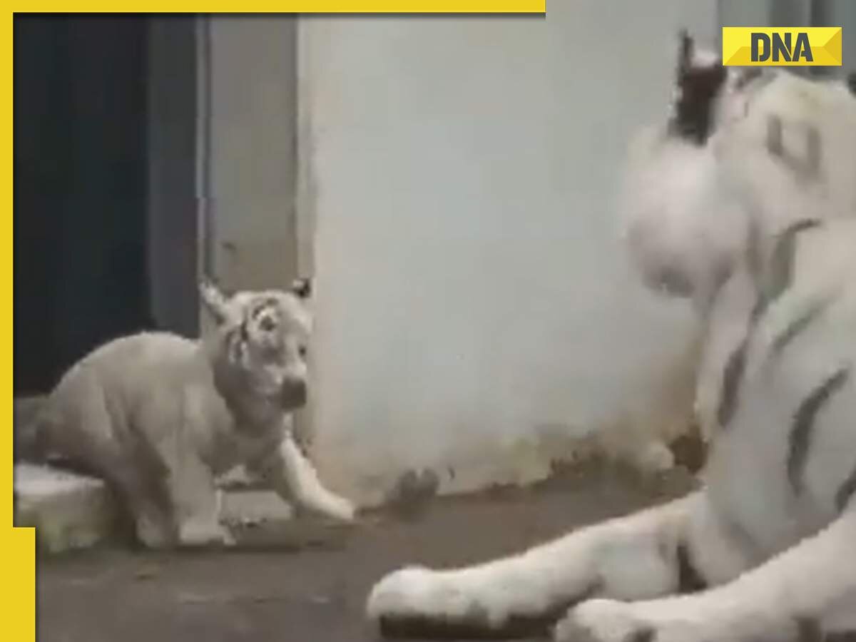 Adorable white tiger cub bare its fangs as mum takes a well-deserved rest -  World News - Mirror Online