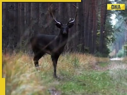 Rare black fallow deer spotted at Poland's Baryczy valley mesmerizes internet, video goes viral