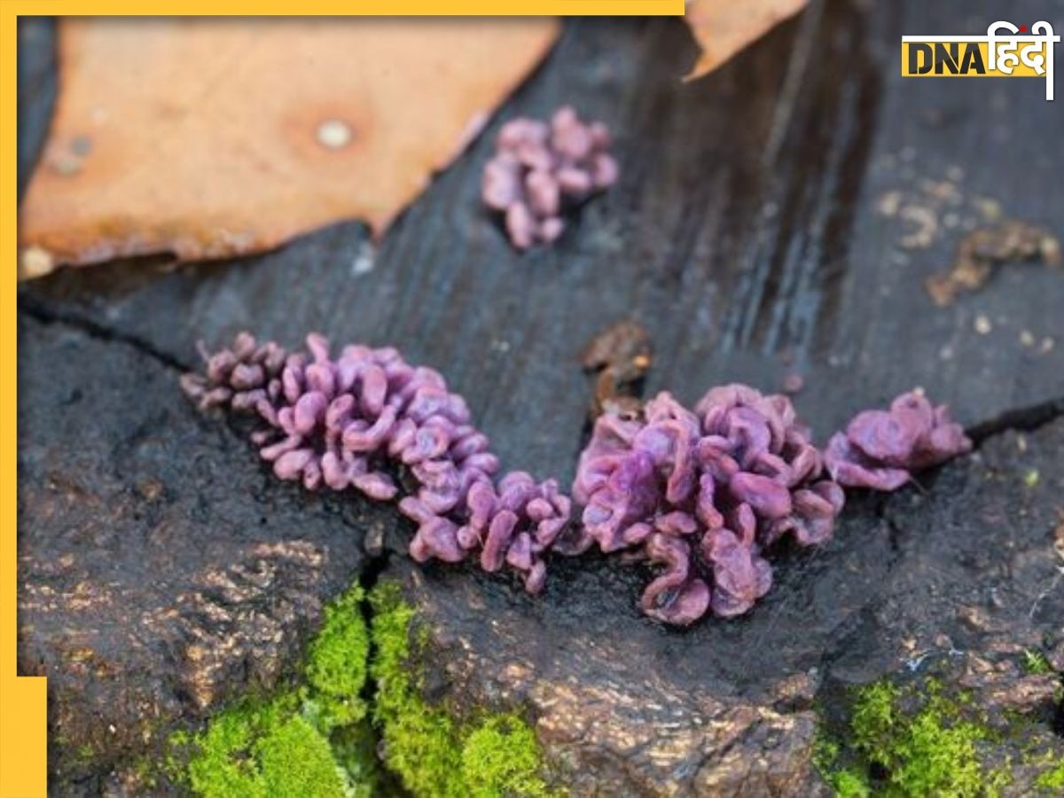 Killer Plant Fungus:  भारत के कोलकाता में पौधे से संक्रमित हुआ व्यक्ति, दुनिया का पहला केस आया सामने