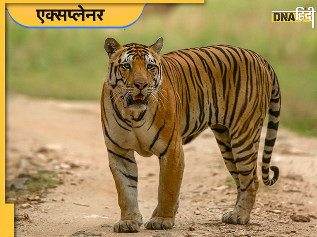 Project Tiger के 50 साल, वो मुहिम जिसने टाइगर को बचाया और दुनिया में भारत का परचम लहराया