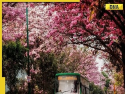 Cherry blossom 2023: Visit 'Sakura' in full bloom at these places in India