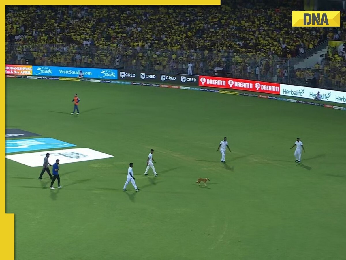 IPL 2023: Dog invades ground during CSK vs LSG match, video takes internet by storm