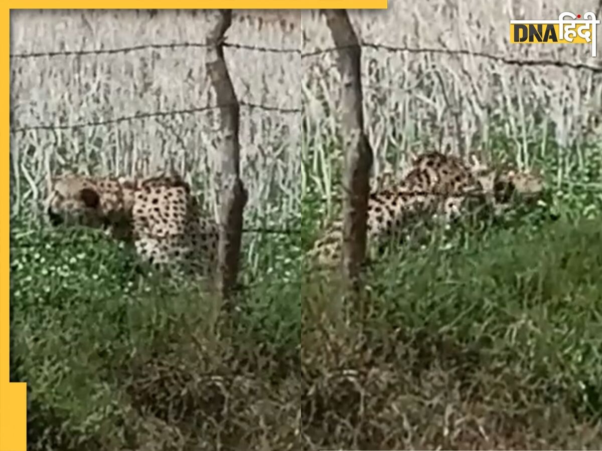 Kuno National Park से भागकर खेत में घुसा चीता, अंग्रेजी में समझाते दिखे वन विभाग के अधिकारी, देखें मजेदार वायरल वीडियो