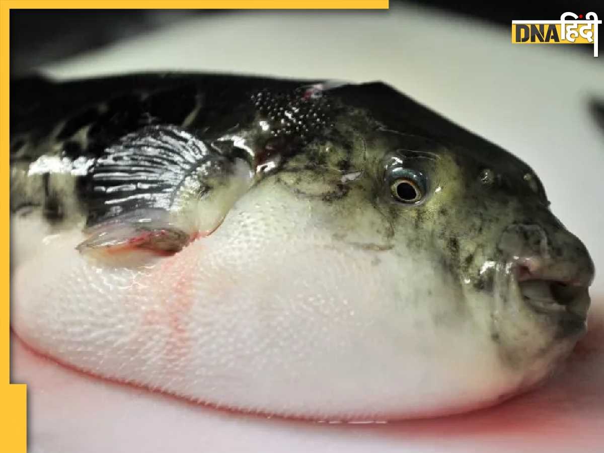 Puffer Fish Delicacy: यह मछली खाई तो चली जाएगी जान, मलेशिया में हुई महिला की मौत, पति अब भी कोमा में