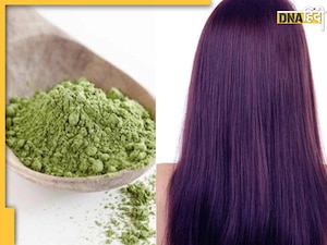 White Hair Remedy: इस एक हरे पत्ते के पाउडर से सफेद बाल होंगे काले, जानिए मेहंदी के साथ इसे लगाने का सही तरीका