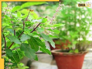Vaishakh Tulsi Remedies: वैशाख में पुरुष कर लें तुलसी के ये 5 टोटके, खुल जाएगी बंद किस्मत