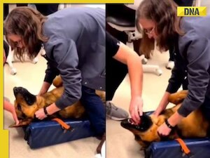 Vet saves dog who swallowed a toy, her happy reaction after that is now a viral video