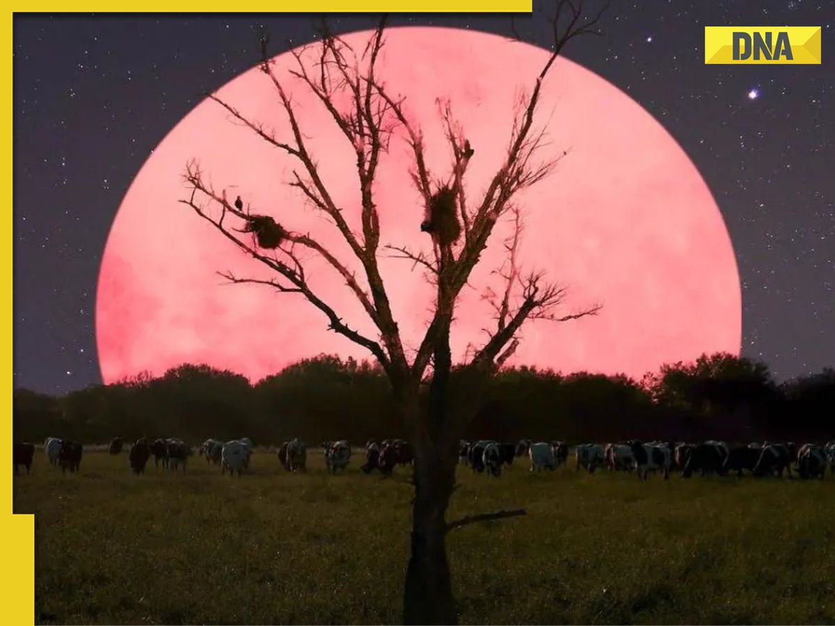 What is 'Pink Moon'? Know interesting facts about April's spring moon ...