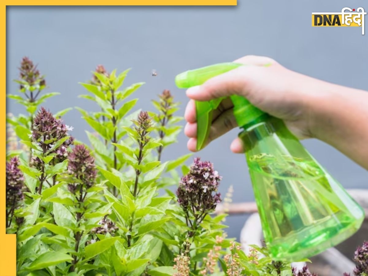 Gardening Tips: पौधों पर इस तरह करें अदरक पाउडर का स्प्रे, नहीं लगेंगे कीड़े, मच्छर-मक्खियों का भी होगा सफाया