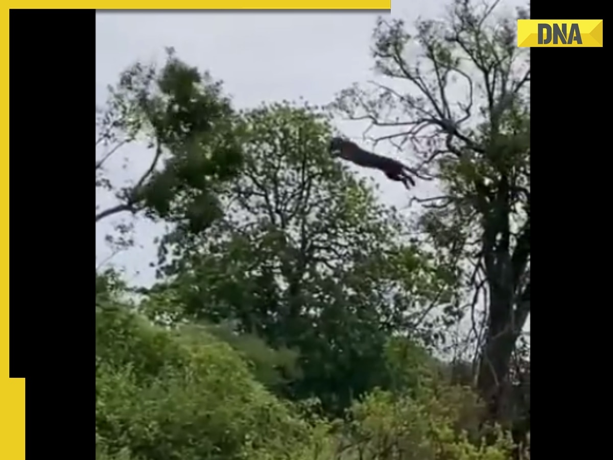 'Breathtaking' : Leopard jumps from one tree to another to hunt its prey, viral video