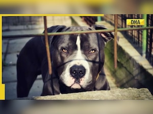 Greater Noida dog attack: Pitbull mauls two minor sons of Delhi Police inspector