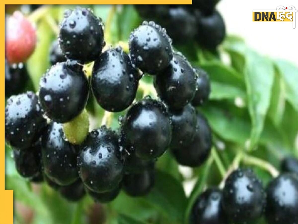 Jamun Seeds For Diabetes: डायबिटीज मरीजों के लिए संजीवनी है इस नीले फल की गुठली, मिनटों में कंट्रोल करती है हाई ब्लड शुगर