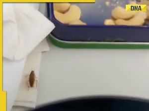 Watch: IndiGo passenger finds cockroach on tray table while eating on Mumbai-Bhubaneswar flight