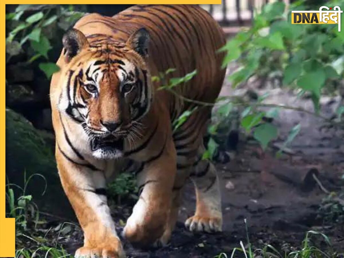 Tiger Census 2023: पीएम मोदी ने जारी किया डेटा, 5 साल में बढ़ गए 200 बाघ