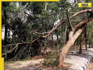 Maharashtra: 7 dead, 23 injured after massive 100-year-old tree falls in Akola temple