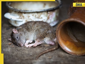 UP Police files chargesheet against man accused of killing a rat