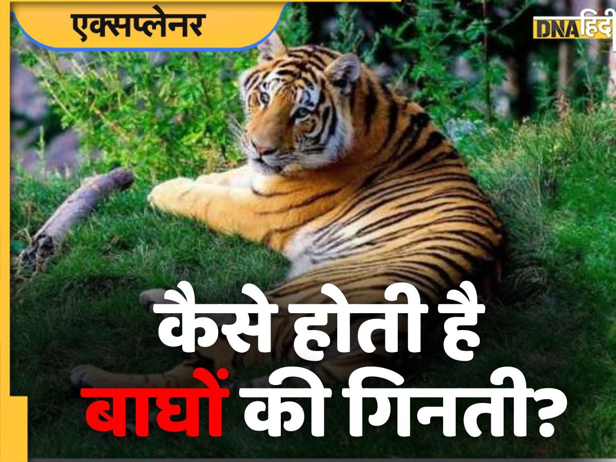 कैसे गिने गए 3167 बाघ? समझिए Tiger Census का तरीका, रोमांच से भर जाएगा मन