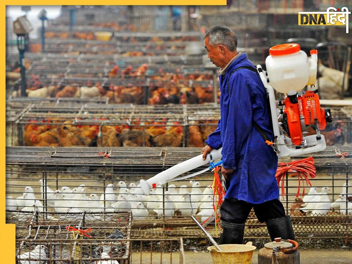 Bird Flu Virus: कोरोना की चिंता के बीच बर्ड फ्लू का भी आया नया वायरस, चीन में H3N8 से हुई पहली इंसानी मौत