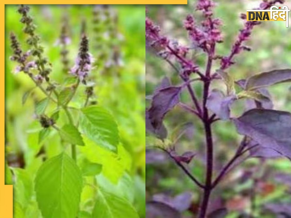 Rama-Shyama Tulsi: रामा या श्यामा कौन सी तुलसी लगाना होता है शुभ, यहां जानें दोनों में क्या है अंतर