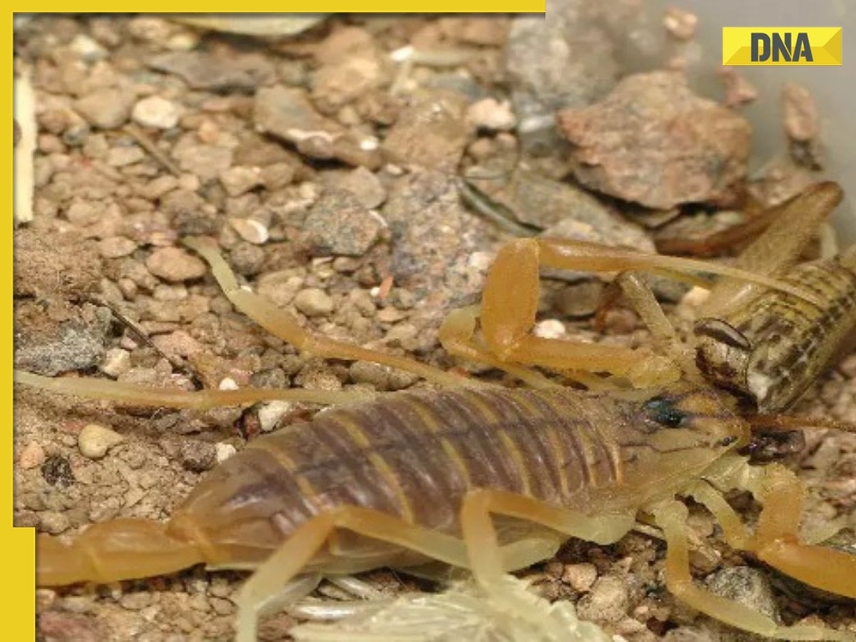 Shocking! Scorpion venom is the costliest liquid in the world, here’s why