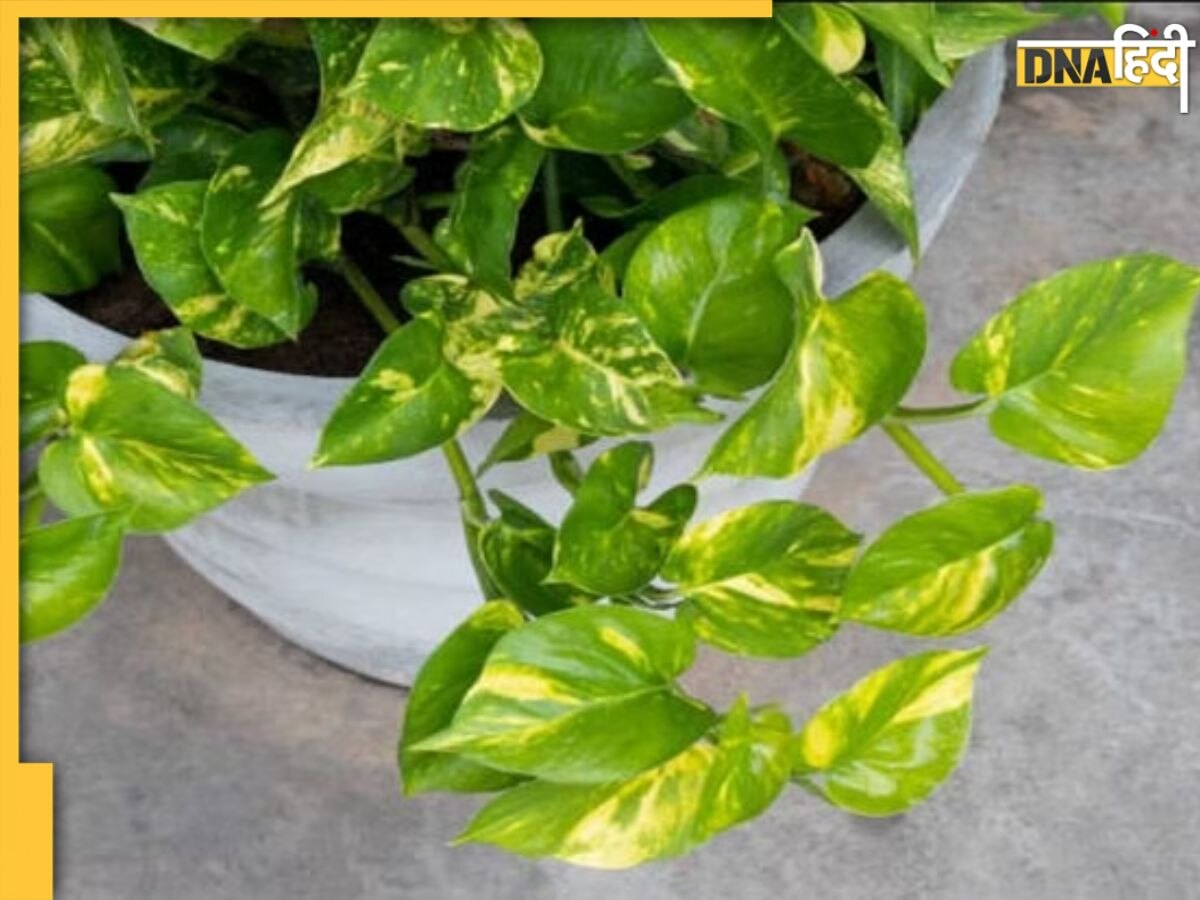 Money Plant Benefits: करोड़पति बना देगा मनी प्लांट का ये छोटा सा उपाय, होगा खूब सारा पैसा ही पैसा