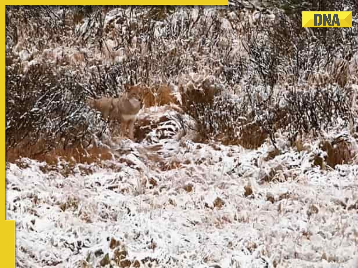 Optical illusion: We need your help to spot hidden wolf in THIS image