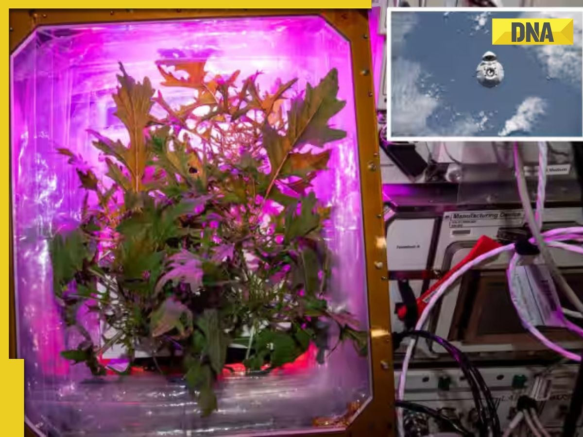 Tomatoes grown in space to arrive back on Earth on SpaceX spacecraft today, watch LIVE here