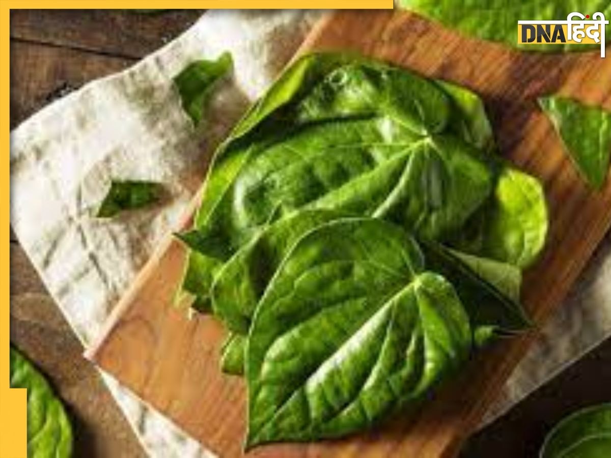 Betel Leaves Benefits: औषधीय गुणों से भरपूर है ये हरा पत्ता, ब्लड प्रेशर से लेकर डायबिटीज तक इन 7 बीमारियों को कर देता है ठीक