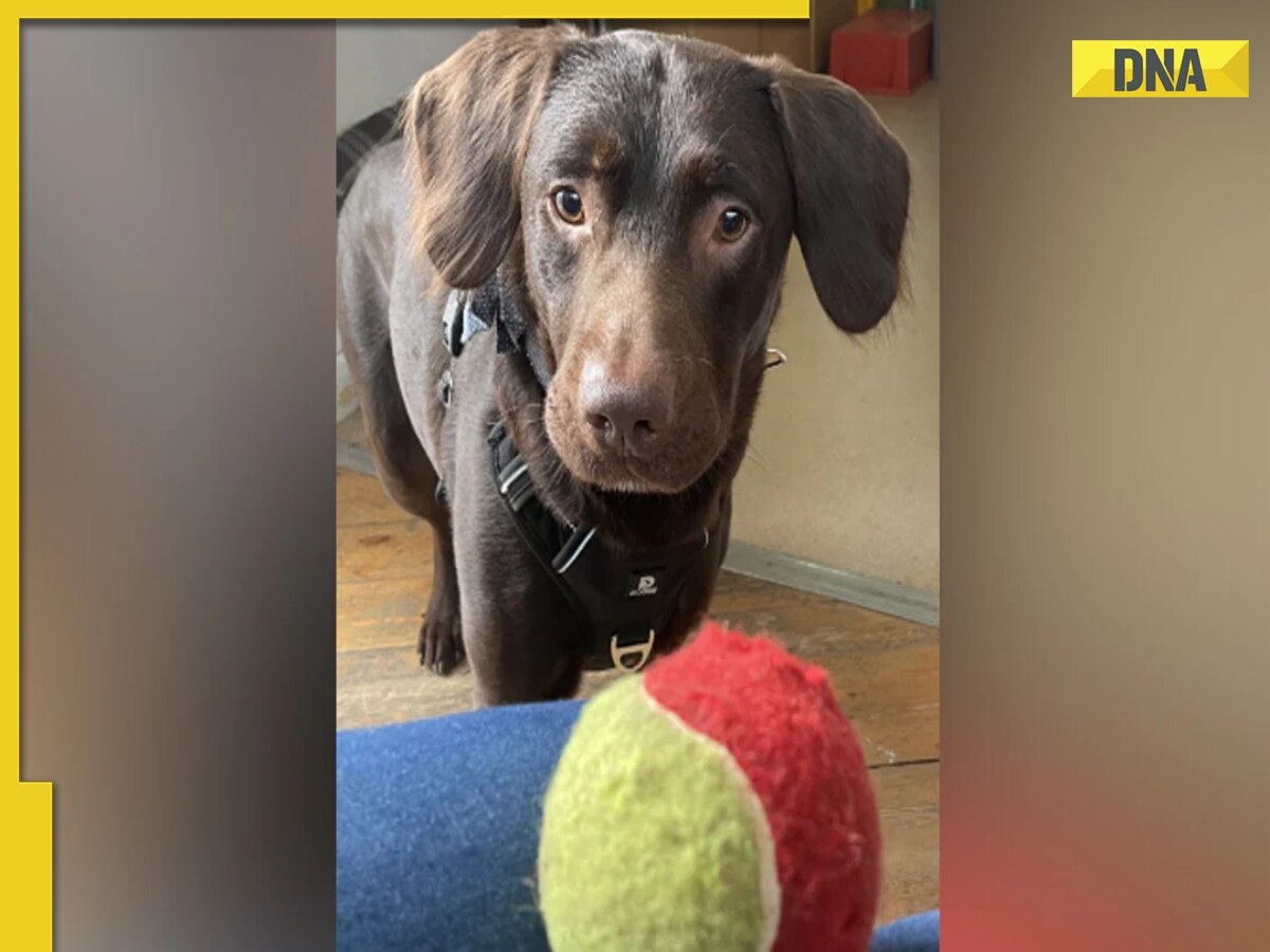 Meet Coco, world's first 'alcoholic' Labrador dog who is now fully recovered from booze addiction