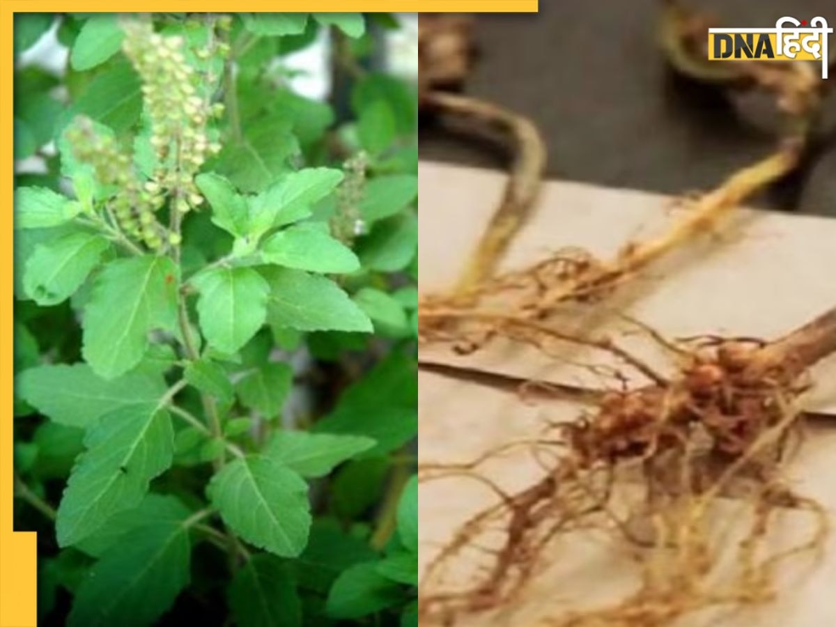 Tulsi Plant Upay: तुलसी की जड़ से करें ये सरल उपाय, पैसों की तंगी से हमेशा के लिए मिलेगा छुटकारा