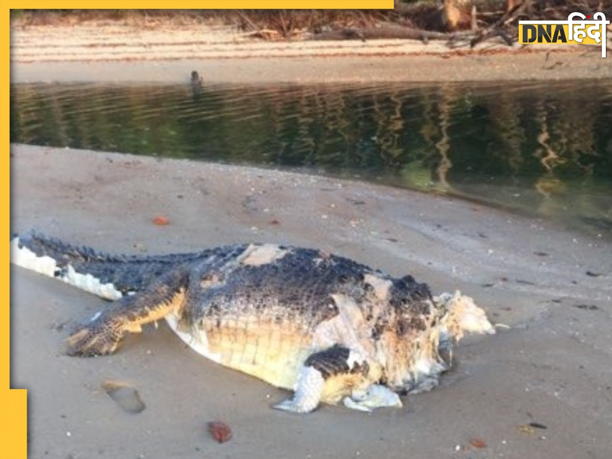 Beheaded Crocodile: 4 मीटर लंबे विशाल मगरमच्छ का काट दिया सिर, समुद्र तट पर मिला तो मच गया हड़कंप