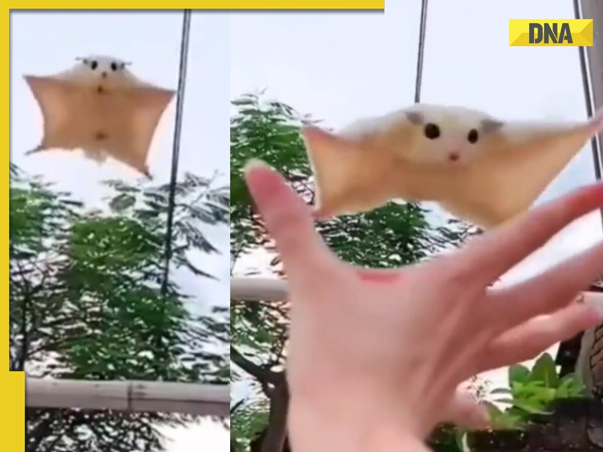 Viral video of 'flying' squirrel stuns internet, netizens say 'wow'