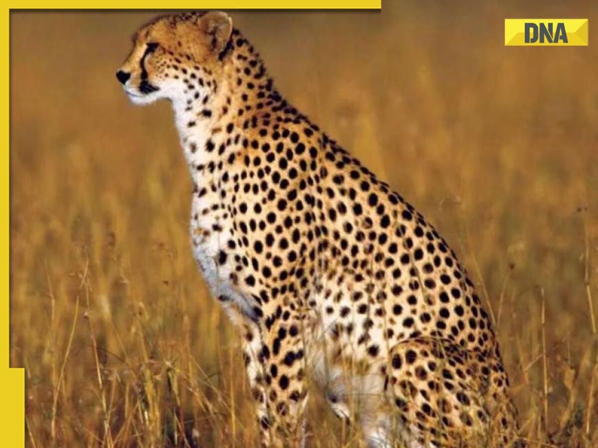 Male cheetah Uday dies at MP's Kuno National Park, second death in a month