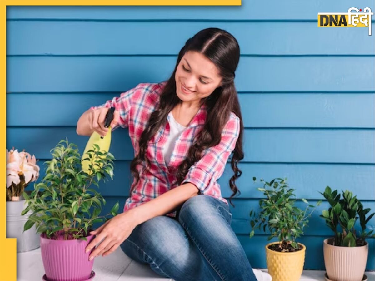 Gardening Tips: गर्मी की मार से मुरझा रहे हैं Plants? अपनाएं ये आसान टिप्स, फिर से लहलहा उठेंगे पौधे 