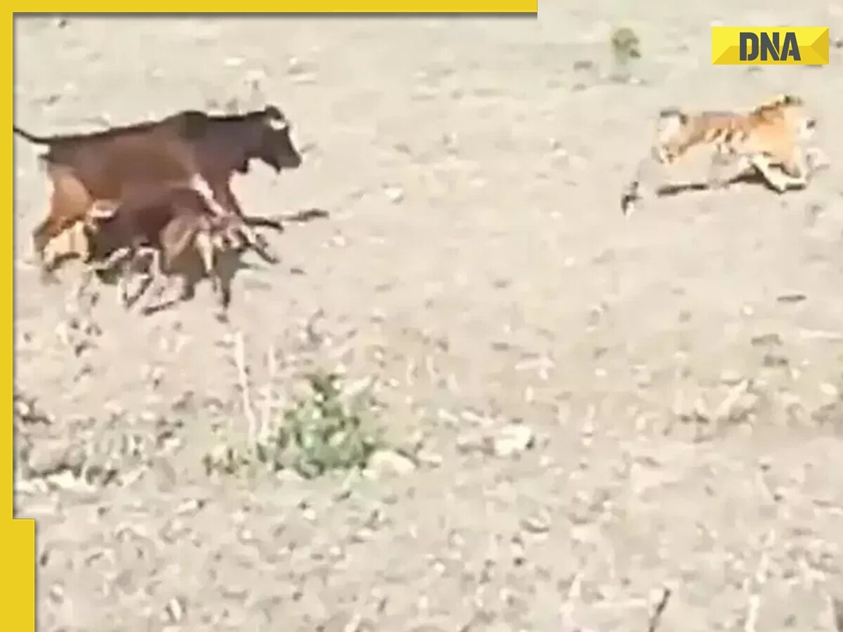 Tiger chases calf in viral video, what happens next will make your jaw drop