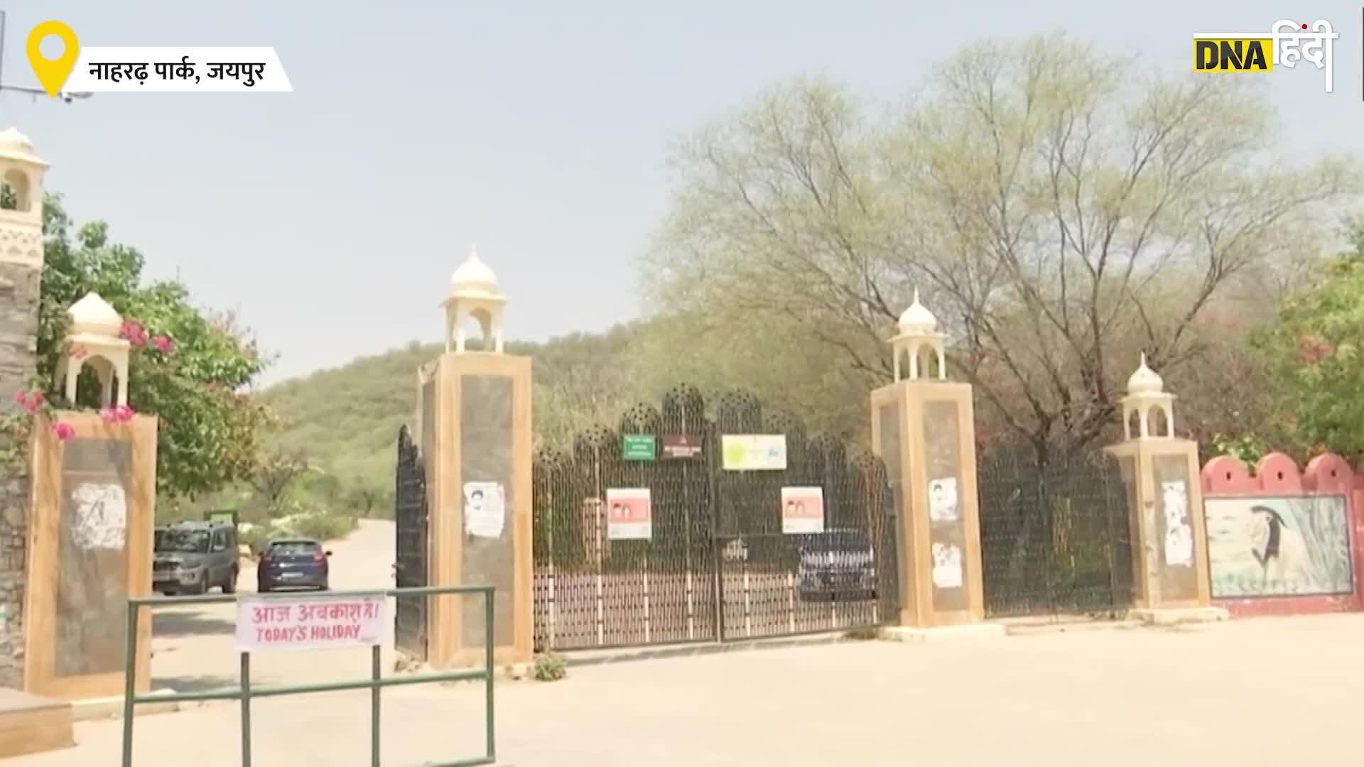 Video: Nahargarh Biologocal Park Jaipur में भालू खा रहा Icecream, जानवरों की Diet में केले और तरबूज शामिल