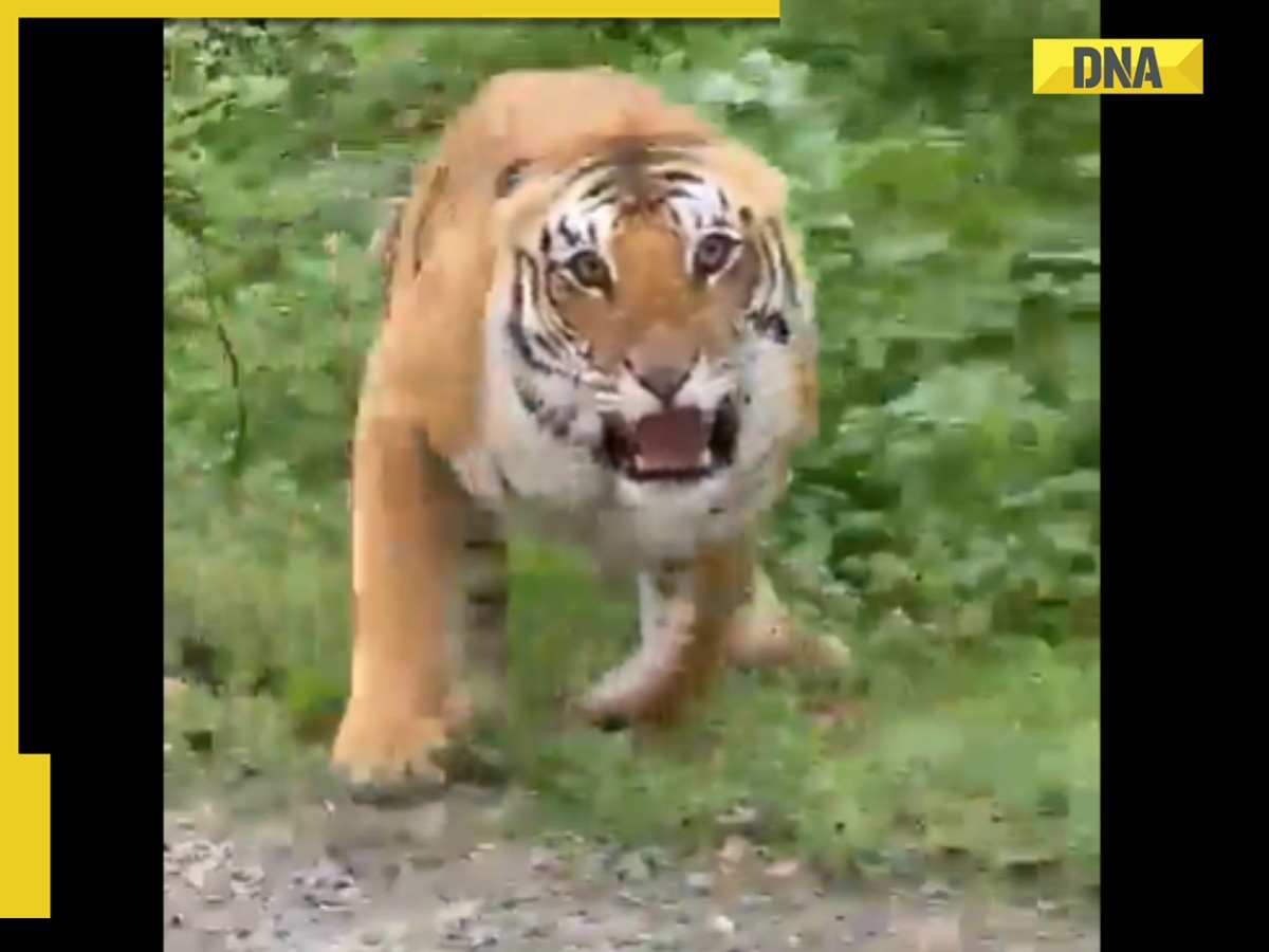 Angry tiger attacks tourist vehicle at Uttarakhand's Jim Corbett National Park, viral video terrifies internet