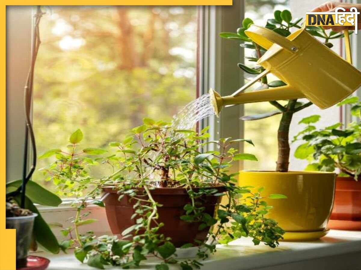 Lucky Plants On Main Door: घर के मुख्य दरवाजे के पास लगाएं ये 7 पौधे, चारों तरफ से बरसेगी सुख-संपत्ति