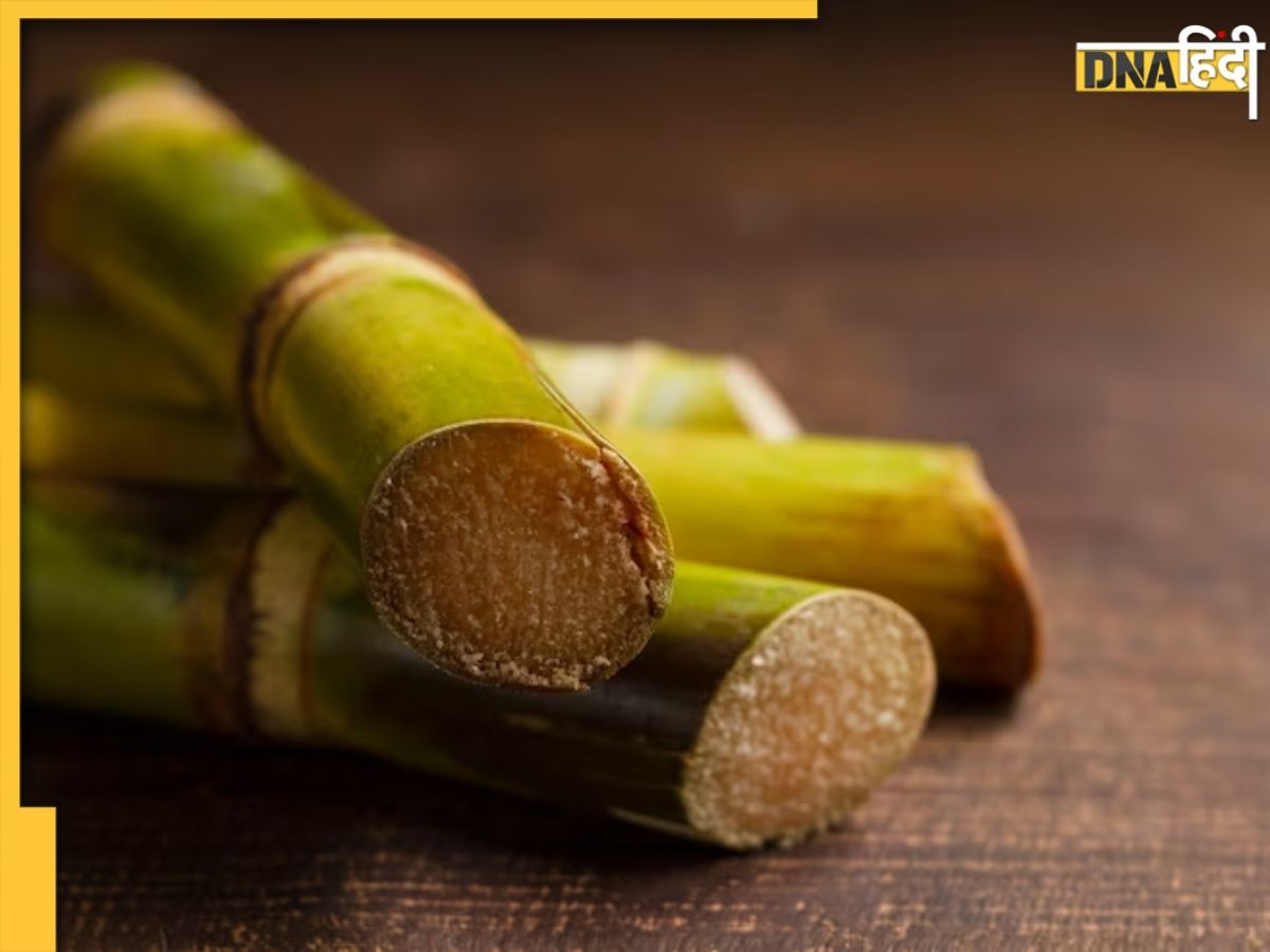 Sugarcane Vinegar For Weight Loss: शरीर में जमा चर्बी पिघला देगा गन्ने का सिरका, बर्न हो जाएगा एक्स्ट्रा फैट, जानिए सेवन क�ा सही तरीका 