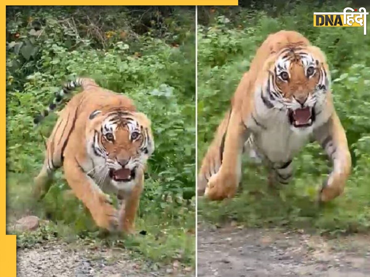 Tiger Attack Video: टूरिस्ट घूम रहे थे जंगल में, अचानक सामने आया बाघ, कर दिया अटैक