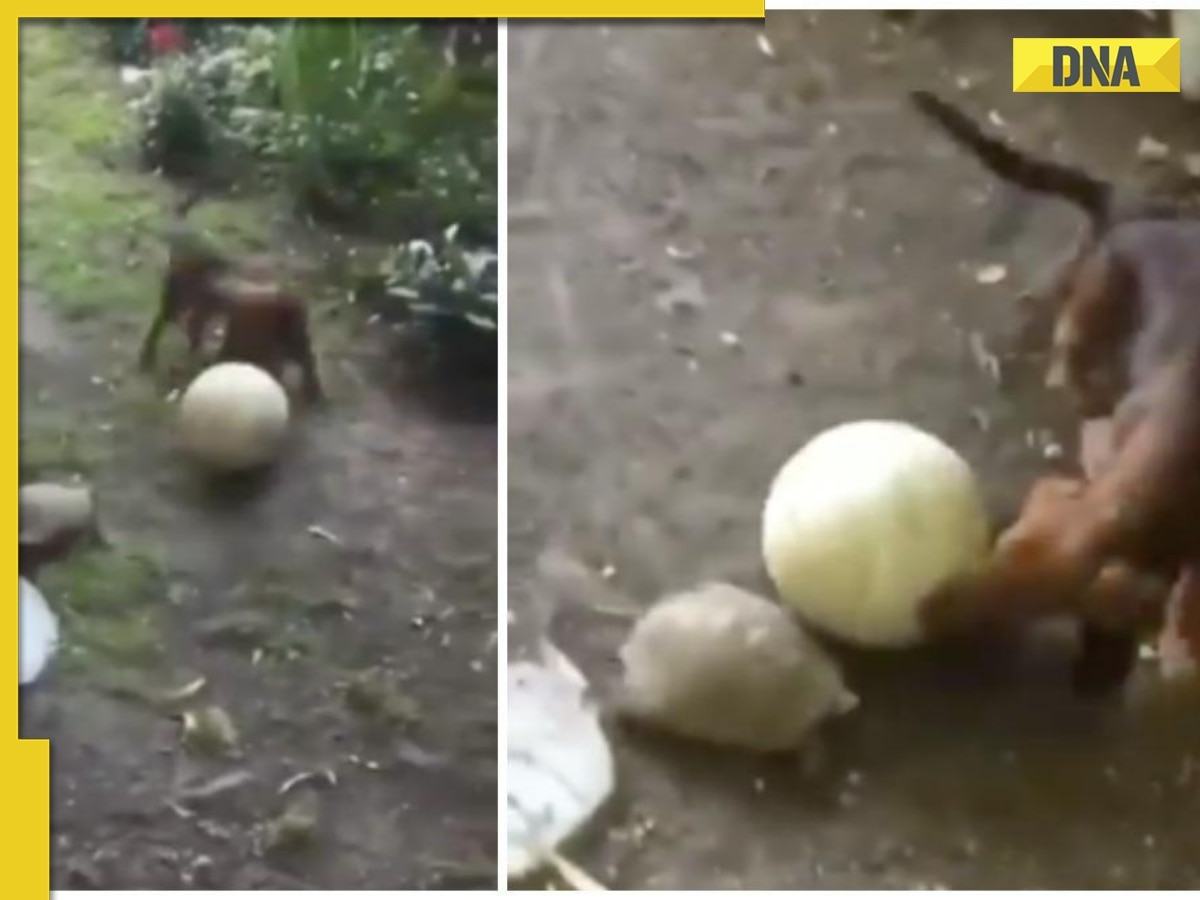 This video of turtle playing football with dog is totally aww-dorable, viral video