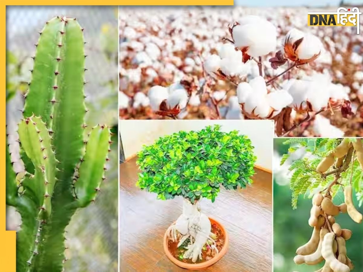 Vastu Tips For Plants: वास्तु दोष का कारण बनते हैं घर में रखें ये पौधे, तरक्की में डालते हैं बाधा, आज ही कर दें बाहर