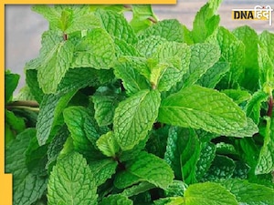 Peppermint Health Benefits: गर्मियों में स्किन और सेहत के लिए चमत्कारी हैं ये हरे पत्ते, बीपी कंट्रोल करने से लेकर मिलते हैं ये 5 फायदे 