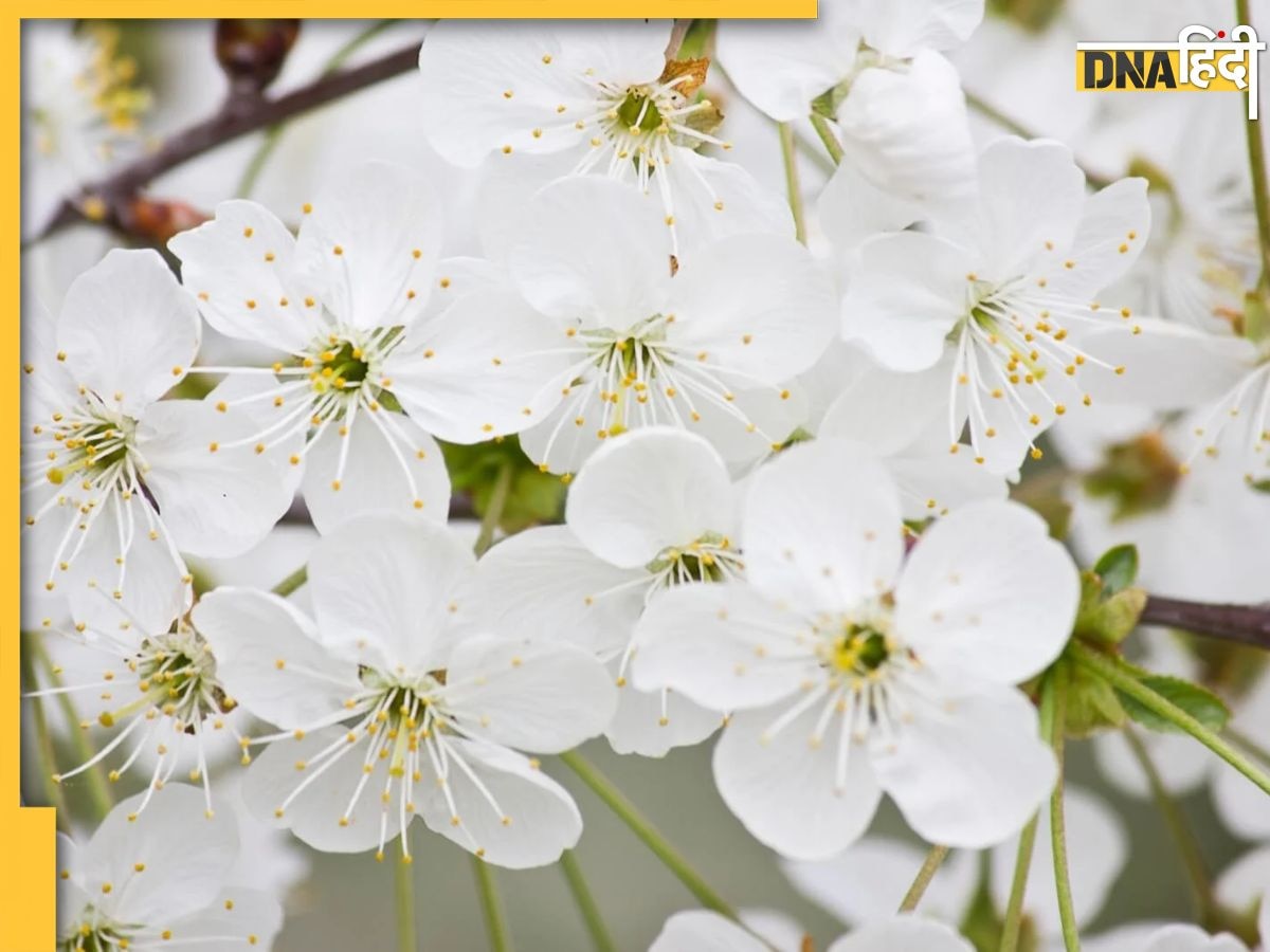 Astro Tips White Flowers: ये 5 तरह के सफेद फूल, खत्म कर देंगे पारिवारिक क्लेश से लेकर आर्थिक तंगी, खुल जाएंगे धन के रास्ते 