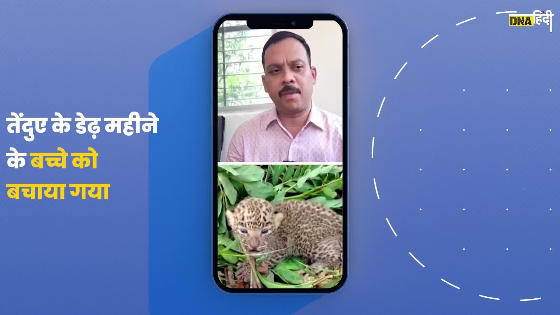 Video- chhattisgarh में बचाया गया तेंदुए का बच्चा, Video हुआ Viral