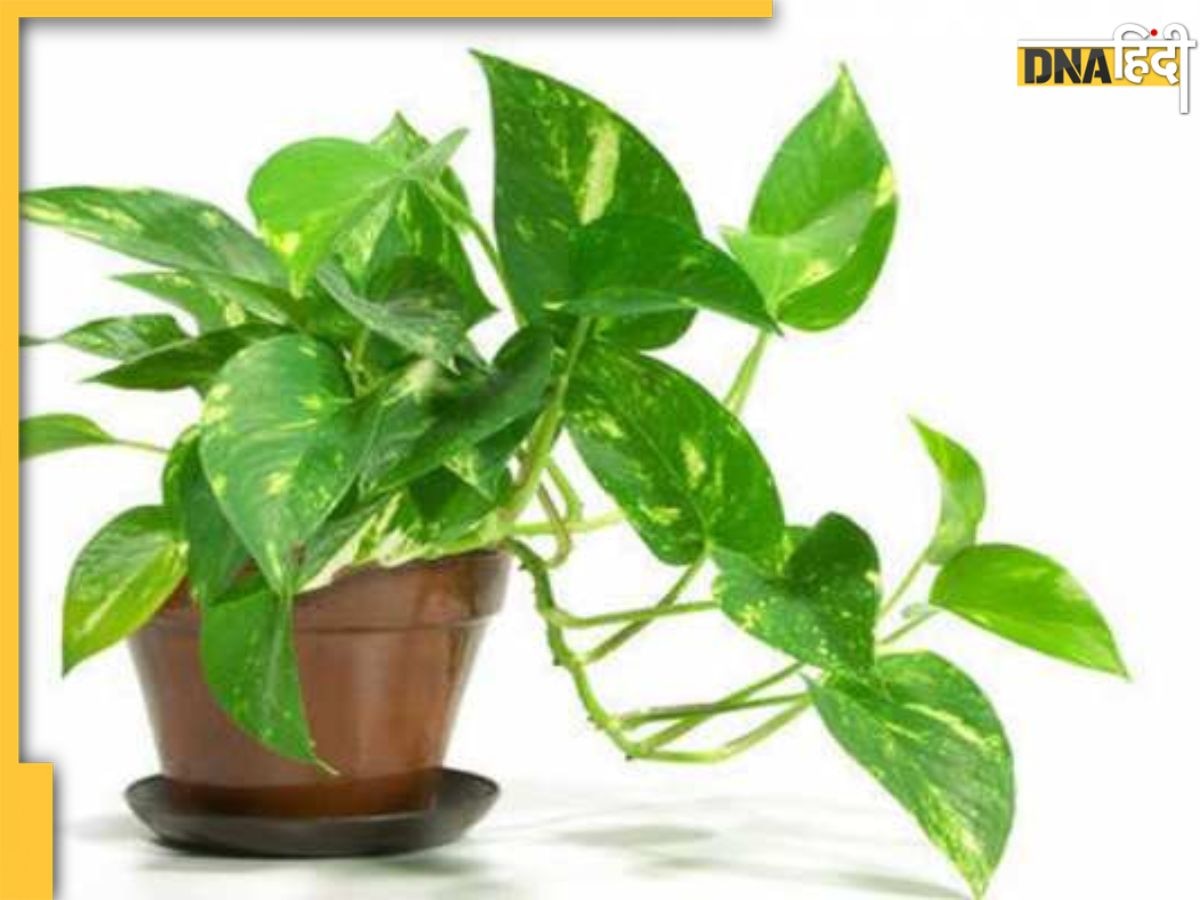 Money Plant Vastu: चोरी करके मनी प्लांट लगाना शुभ या अशुभ, जानें क्या हैं इसे लगाने से जुडे़ वास्तु नियम