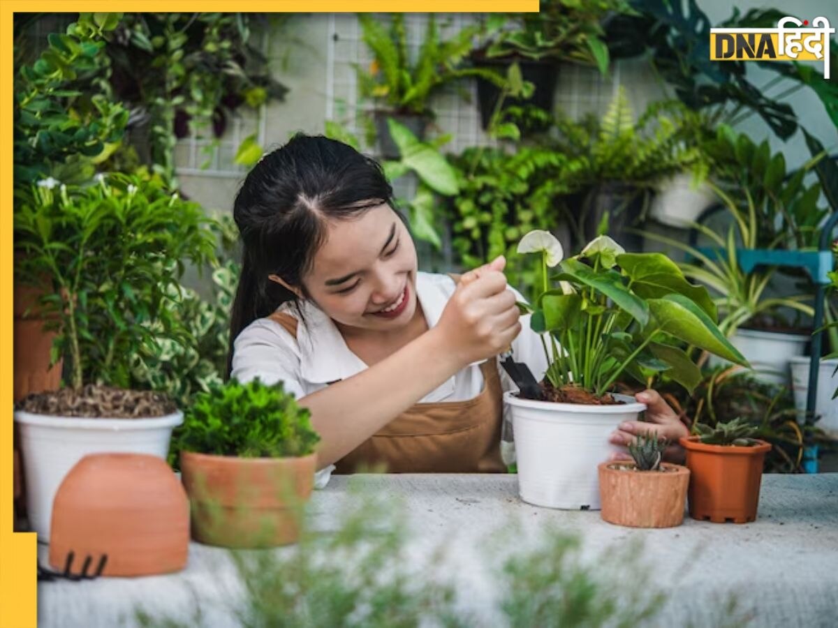 Gardening Tips: नए अपार्टमेंट या फ्लैट की बालकनी में शुरू करने जा रहे हैं गार्डनिंग? जरूर फॉलो करें ये टिप्स एंड ट्रिक्स