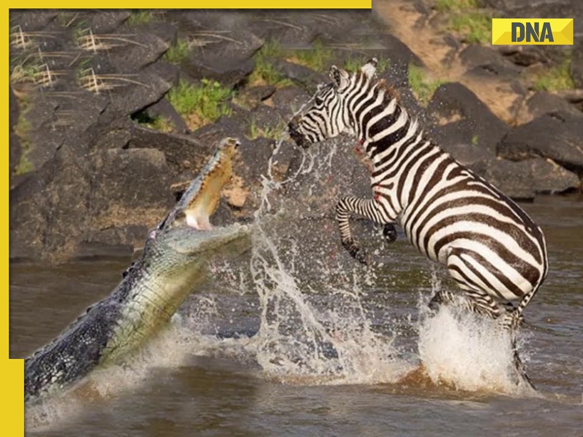 Video: Crocodile tries to hunt zebra but fails horribly, watch its viral reaction