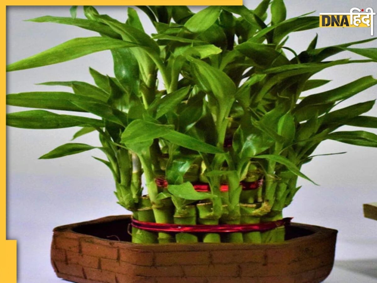 Vastu Tips For Plants: घर में लगाते ही भाग्य बदल देगा ये पौधा, गुड लक के लिए लगाते समय इन बातों का रखें ध्यान