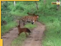जंगली कुत्तों के झुंड ने टाइगर को घेरा, वीडियो में देखें किस तरह जंगल के राजा को लगा डर